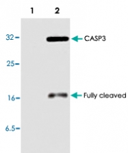 PAB8620 - Caspase-3