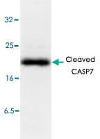 PAB8625 - Caspase-7