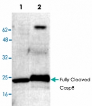 PAB8627 - Caspase-8 / FLICE