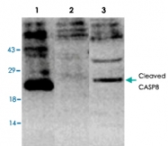 PAB8629 - Caspase-8 / FLICE