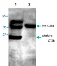 PAB8632 - Cathepsin B