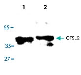 PAB8639 - Cathepsin L2
