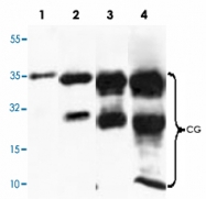 PAB8651 - Glycoprotein hormones alpha chain