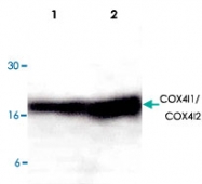 PAB8659 - COX IV isoform 1