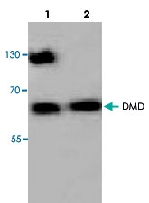 PAB8692 - Dystrophin / DMD