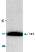 PAB8697 - ELK1