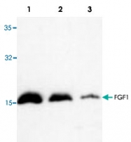 PAB8711 - FGF acidic / FGF1