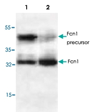 PAB8717 - Ficolin-1