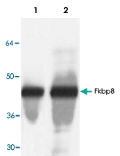 PAB8721 - FKBP8 / FKBP38