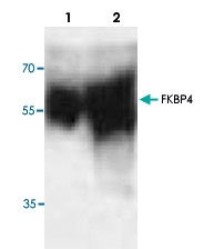 PAB8722 - FKBP4