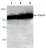 PAB8727 - FOXO3 / FKHRL1