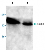 PAB8728 - FOXP3