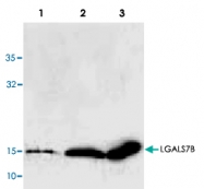 PAB8736 - Galectin-7