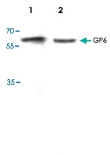PAB8742 - Platelet glycoprotein VI