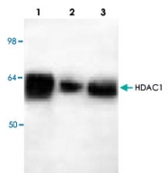 PAB8747 - HDAC1