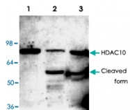 PAB8748 - HDAC10