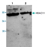 PAB8749 - HDAC11