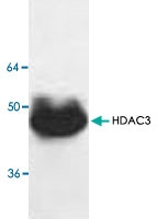 PAB8751 - HDAC3