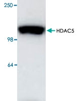 PAB8752 - HDAC5
