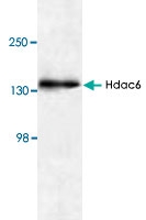 PAB8753 - HDAC6