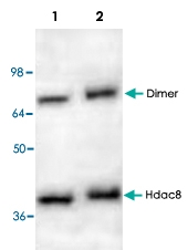 PAB8754 - HDAC8