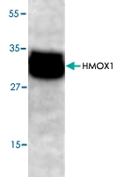 PAB8760 - Heme oxygenase 1 / HMOX1