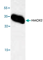 PAB8761 - Heme oxygenase 2 (HMOX2)