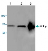 PAB8762 - Vigilin / HDLBP