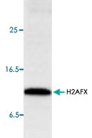 PAB8764 - Histone H2A.x