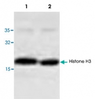 PAB8767 - Histone H3