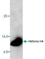 PAB8768 - Histone H4