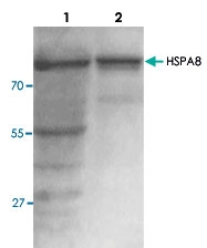 PAB8771 - HSPA8 / HSC70