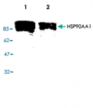 PAB8776 - HSP90AA1 / HSP90 alpha