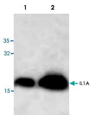 PAB8781 - Interleukin-1 alpha / IL-1A