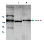 PAB8792 - MAPK8IP1 / JIP1