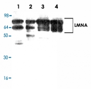 PAB8800 - Lamin-A/C (LMNA)