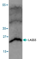 PAB8802 - LASS5