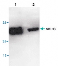 PAB8814 - NR1H3