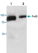PAB8862 - CD113 / Nectin 3