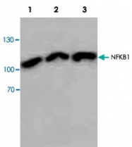 PAB8865 - NF-kB p105 / p50