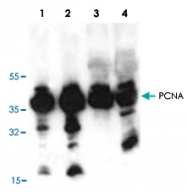 PAB8896 - PCNA