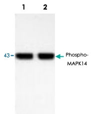 PAB8911 - MAP kinase p38 alpha / MAPK14