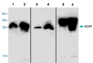 PAB8931 - GFP