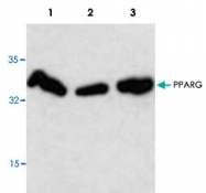 PAB8936 - PPAR-gamma
