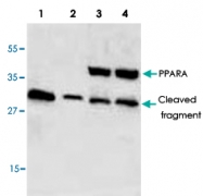 PAB8937 - PPAR-alpha
