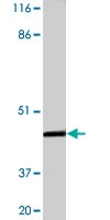 PAB8965 - Inhibin alpha / INHA