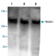PAB9014 - RASA1 / RasGAP