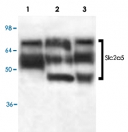 PAB9022 - GLUT5 / SLC2A5