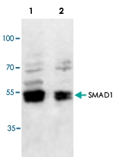 PAB9026 - SMAD1