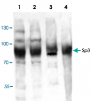 PAB9034 - SP3 / SPR-2
